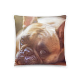 Frenchie French Bulldog Basic Pillow